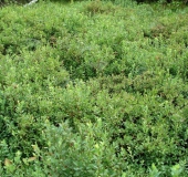 Rauschbeere (Vaccinium uliginosum)-L. Klasing