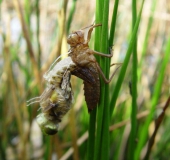 Geschlüpft-Vierflecklibelle-Libellula-quadrimaculata-L.-Klasing-