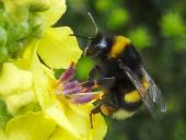 Dunkle Erdhummel (Bombus terrestris)-L. Klasing