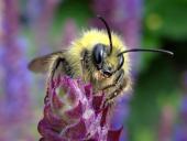 Wiesenhummel (Bombus pratorum)-L. Klasing