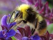 Wiesenhummel (Bombus pratorum)-L. Klasing