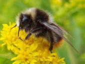 Wiesenhummel (Bombus pratorum)-L. Klasing