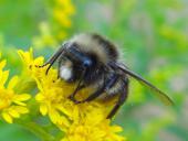 Wiesenhummel (Bombus pratorum)-L. Klasing
