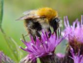 Ackerhummel (Bombus pascuorum)-L. Klasing