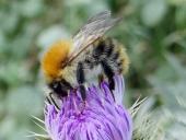 Ackerhummel (Bombus pascuorum)-L. Klasing