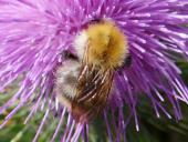 Ackerhummel (Bombus pascuorum)-L. Klasing