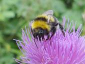 Gartenhummel (Bombus hortorum)-L. Klasing