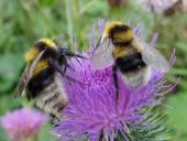 Gartenhummel (Bombus hortorum)-L. Klasing