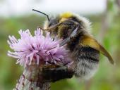 Gartenhummel (Bombus hortorum)-L. Klasing