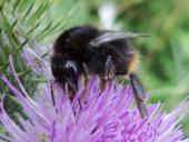 Steinhummel (Bombus lapidarius)-L. Klasing