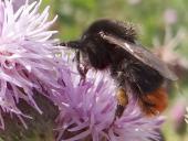 Steinhummel (Bombus lapidarius)-L. Klasing