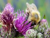 Waldhummel (Bombus sylvarum)-L. Klasing