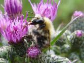 Waldhummel (Bombus sylvarum)-L. Klasing