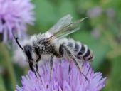 Weidensandbiene (Andrena vaga)-L. Klasing