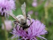 Weidensandbiene (Andrena vaga)-L. Klasing