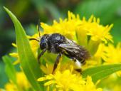Schenkelbiene (Macropis europaea)-L. Klasing