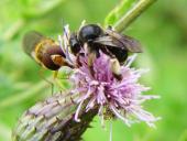 Schenkelbiene (Macropis europaea)-L. Klasing