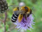 Hosenbiene (Dasypoda hirtipes)-L. Klasing