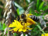 Hosenbiene (Dasypoda hirtipes)-L. Klasing