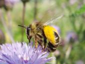 Hosenbiene (Dasypoda hirtipes)-L. Klasing
