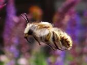 Große Wollbiene m. (Anthidium manicatum)-L. Klasing