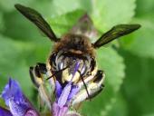 Große Wollbiene m. (Anthidium manicatum)-L. Klasing