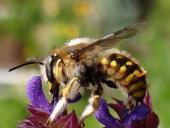 Große Wollbiene m. (Anthidium manicatum)-L. Klasing