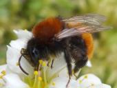 Rotpelzige Sandbiene (Andrena fulva)-L. Klasing