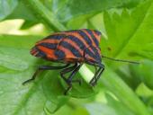 Streifenwanze (Graphosoma lineatum)-L. Klasing