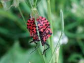 Streifenwanze (Graphosoma lineatum)-L. Klasing