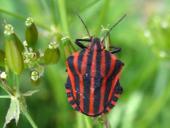 Streifenwanze (Graphosoma lineatum)-L. Klasing