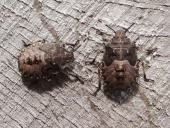 Nymphe: Graue Gartenwanze (Rhaphigaster nebulosa)-L. Klasing