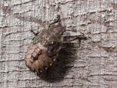 Nymphe: Graue Gartenwanze (Rhaphigaster nebulosa)-L. Klasing