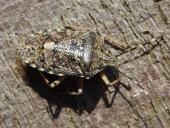 Graue Gartenwanze (Rhaphigaster nebulosa)-L. Klasing