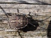 Graue Gartenwanze (Rhaphigaster nebulosa)-L. Klasing