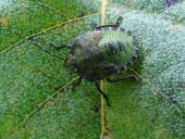 Larve: Grüne Stinkwanze (Palomena-prasina)-L. Klasing