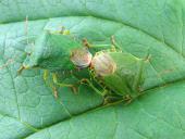 Grüne Stinkwanze (Palomena prasina)-L. Klasing
