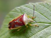 Bunte Blattwanze (Elasmostethus interstinctus)-L. Klasing