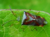 Bunte Blattwanze (Elasmostethus interstinctus)-L. Klasing