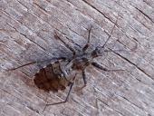 Baumsichelwanze (Himacerus apterus)-L. Klasing