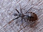 Baumsichelwanze (Himacerus apterus)-L. Klasing