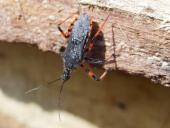 Geringelte Mordwanze (Rhynocoris annulatus)-L. Klasing