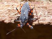 Geringelte Mordwanze (Rhynocoris annulatus)-L. Klasing