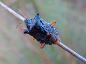 Rotbeinige Baumwanze (Pentatoma rufipes)-L. Klasing