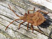 Nymphe: Saumwanze (Coreus marginatus)-L. Klasing