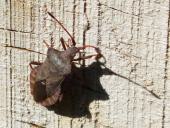 Saumwanze (Coreus marginatus)-L. Klasing