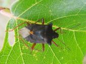 Rotbeinige Baumwanze (Pentatoma rufipes)-L. Klasing