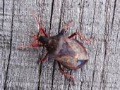 Zweizähnige Dornwanze (Picromerus bidens)-L. Klasing