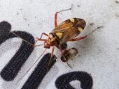 Eichen-Schmuckwanze (Rhabdomiris striatellus)-L. Klasing