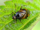 Rote Weichwanze (Deraeocoris rube)-L. Klasing